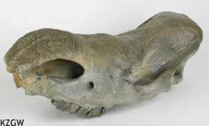 Coelodontia antiquitatis, schedel van een wolharige                                                                                            neushoorn