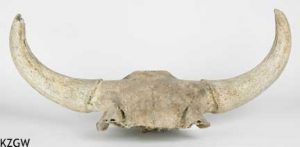 Bison priscus, schedel van een steppenwisent 